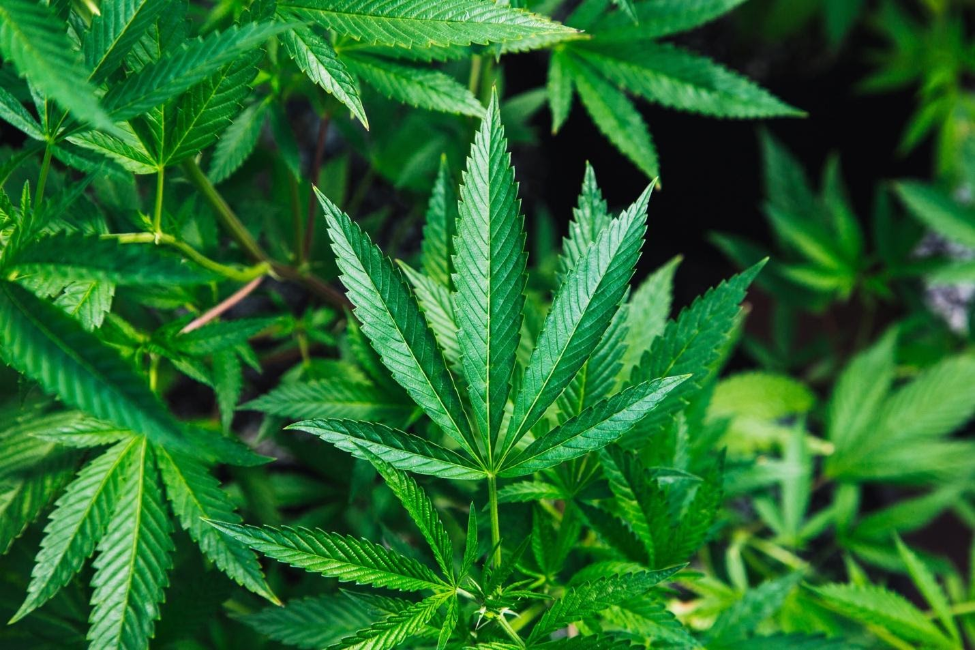 image of marijuana plant