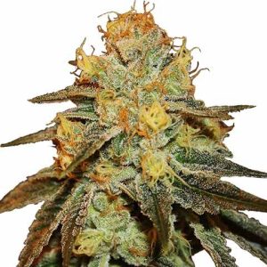 bruce-banner-marijuana-strain